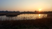 Surlingham Church Marshes